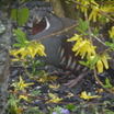 Mountain Quail
